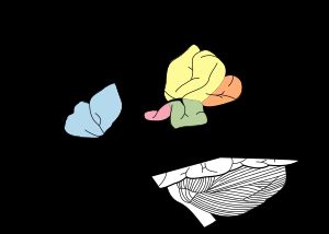 뇌의 언어 영역. 주황색: 각회, 노란색: 상측두회, 파란색: 브로카 영역, 녹색: 베르니케 영역, 분홍색: 일차 청각 피질