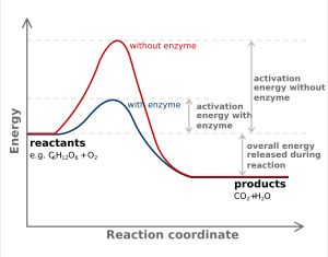 효소 촉매 발열 반응의 예