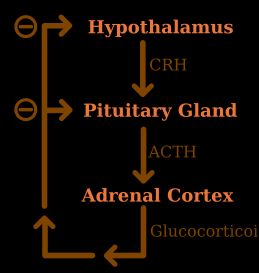 HPA 축의 음성 피드백