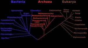 rRNA에 기반한 계통수. 세균, 고세균, 진핵생물의 분화를 보여준다.보라: 세균, 빨강: 고균, 갈색: 진핵생물