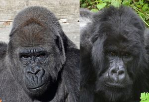 서부고릴라 (Gorilla gorilla)와 동부고릴라 (Gorilla beringei)
