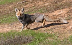 여우는 쿠르드족 이야기에서 널리 등장하는 인물이다