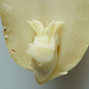 땅콩 종자(떡잎, 배젖, 뿌리)