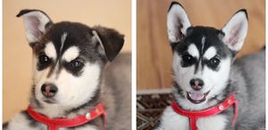 귀를 세워 소리를 듣는 강아지