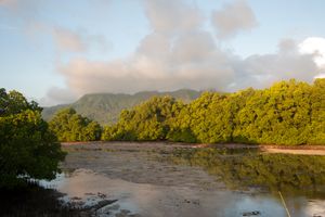 캐롤라인 열대 습윤림의 모습.