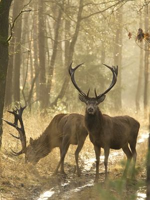 숲 속의 두 마리 붉은사슴. 한 마리는 카메라를 향하고 있고 다른 한 마리는 왼쪽에서 풀을 뜯고 있다.