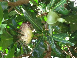 고반노아시(꽃과 열매) 이리오모테섬 11월