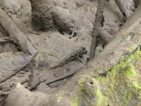 남쪽말뚝망둥어가 야에야마히루기 뿌리 근처에서 활동하는 모습