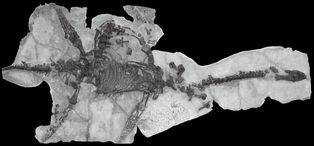 플레시오사우루스 [[모식표본]], [[런던 자연사 박물관]] (표본 NHMUK OR 22656)