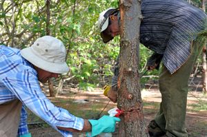 2017년 웨이크 환초에서 생태학자들이 침입종인 철목(ironwood) 나무의 나무껍질에 제초제를 살포하는 모습.