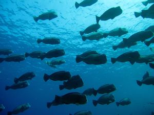 웨이크의 바다는 가장 큰 혹돔 개체군 중 하나의 서식지이다.