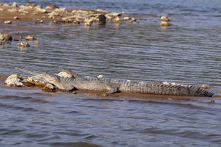 암컷과 어린 가비알