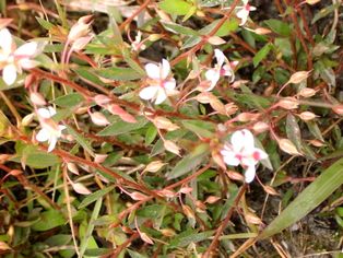 브라질 남부의 [[소바제시아 에렉타]]