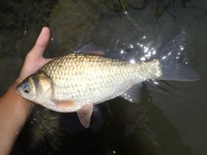 치쿠고가와(筑後川) 수계에서 포획된 붕어(ゲンゴロウブナ)