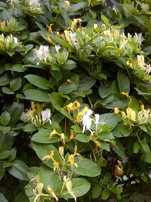 인동(Lonicera japonica)