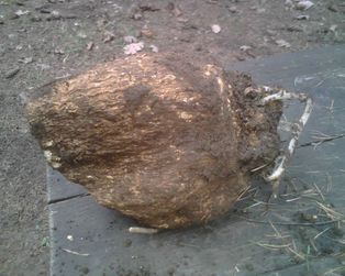 Wolfiporia extensa [[균핵]]