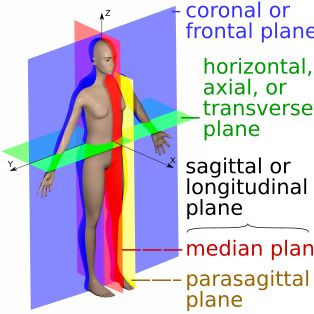 주요 인체 해부학적 면 (정중 시상면 또는 정중면(빨간색), 시상면(노란색), 전두면 또는 관상면(파란색) 및 횡단면 또는 축면(녹색) 포함)