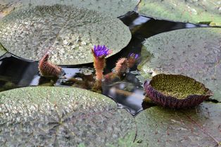 ''[[가시연꽃]]''