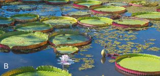 ''[[빅토리아 볼리비아나]]''