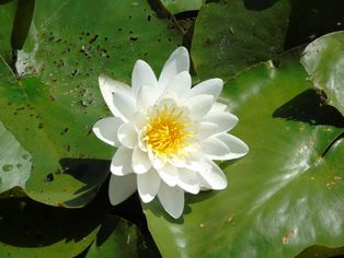 ''Nymphaea alba'' L., 속의 유형 종