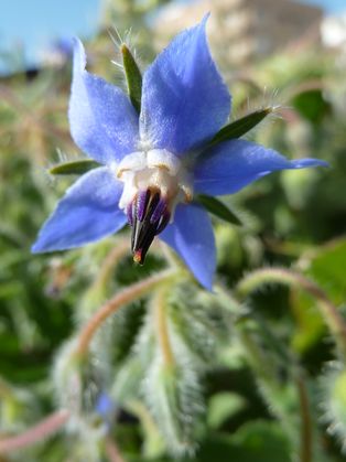 보리지 (Borago officinalis)