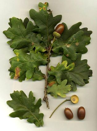 ''[[Quercus robur]]''의 잎과 도토리