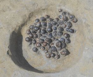 후쿠이현후쿠이시의 분치 유적에서 야요이 시대의 호두 저장 구덩이 검출 상황