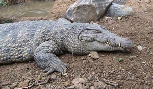 반둥 동물원(인도네시아 서 자바)