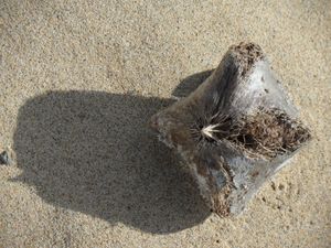 Barringtonia asiatica의 상자 모양 열매, 남서 태평양 블링키 해변에 밀려온