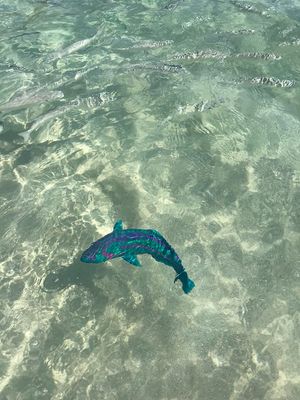 네즈 해변(Ned's Beach) 바닷속을 헤엄치는 앵무비늘치