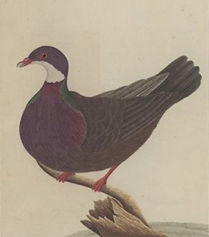 1790년 조지 레이퍼가 그린, 현재 멸종된 로드하우흰목비둘기 (Columba vitiensis godmanae) 그림