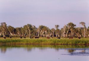 옐로우 워터 빌라봉(Ngurrungurrudjba)의 야생마(브럼비)