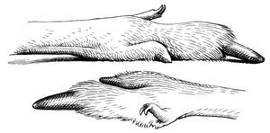 캥거루의 뒷다리