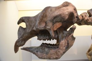 런던 자연사 박물관의 디프로토돈 두개골