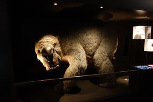 오스트레일리아 박물관의 Diprotodon 조각상