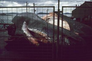 1977년 7월, 폐쇄되기 1년 전 올버니 포경 기지의 향유고래 사체