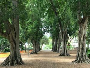 브리즈번 시티 보타닉 가든의 모턴베이무화과나무