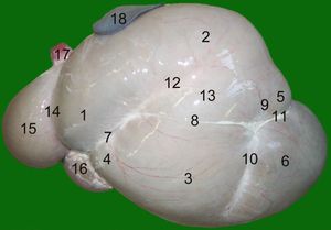 왼쪽에서 본 양의 혹위. 1 혹위 앞방, 2 등쪽 주머니, 3 배쪽 주머니, 4 혹위 함입부, 5 꼬리등쪽 맹낭, 6 꼬리배쪽 맹낭, 7 앞쪽 고랑, 8 왼쪽 세로 고랑, 9 등쪽 관상 고랑, 10 배쪽 관상 고랑, 11 꼬리 고랑, 12 왼쪽 부속 고랑, 13 혹위 섬, 14 위그물혹위 고랑, 15 그물위, 16 진위, 17 식도, 18 지라.