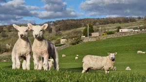 요크셔 데일즈의 생후 4주 된 양들