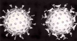 두 개의 구형 로타바이러스 입자, 하나는 항체로 코팅되어 있으며, 바이러스 표면에 고르게 간격을 두고 작은 새처럼 보인다