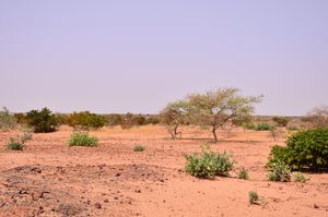 반건조 지역인 니제르