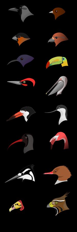 섭식에 적응한 부리의 예