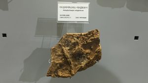 박물관에 전시된 조선 누층군 화절층의 화석