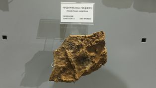 [[태백고생대자연사박물관]]에 전시된 조선 누층군 화절층의 삼엽충 화석 ''Asioptychaspis subglobosa''의 모습. 이 화석은 화절층 최하부의 ''Asioptychaspis'' 화석대에서 산출된다.