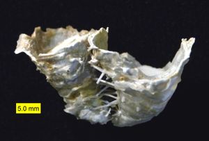 Hercosestria cribrosa, 중페름기(텍사스주 글래스 마운틴)의 산호초를 형성하는 프로덕티드(Productid) 유형의 완족류