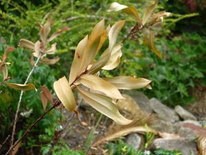 열과 건조로 인해 말라붙은 부채붓꽃 잡종 (시드니)