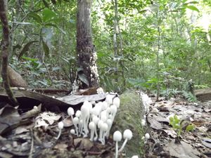 균류는 영양분 순환에 중요한 역할을 한다