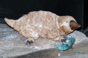 오스트레일리아 박물관에 전시된 멸종된 단공류 Steropodon 모형