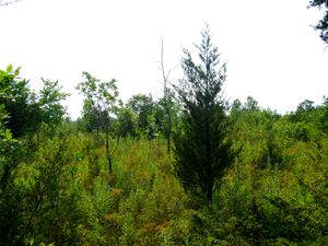 온타리오주 프린스 에드워드 카운티의 관목지