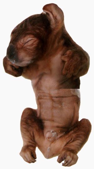 출생 직전의 코알라 태아. 포트맥쿼리 코알라 병원에 보존되어 있다.